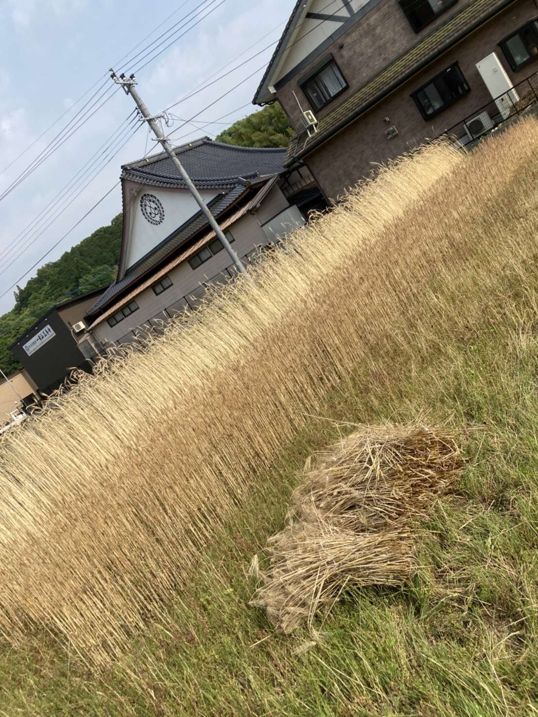 【麦の収穫】お米の通販｜淀川農園