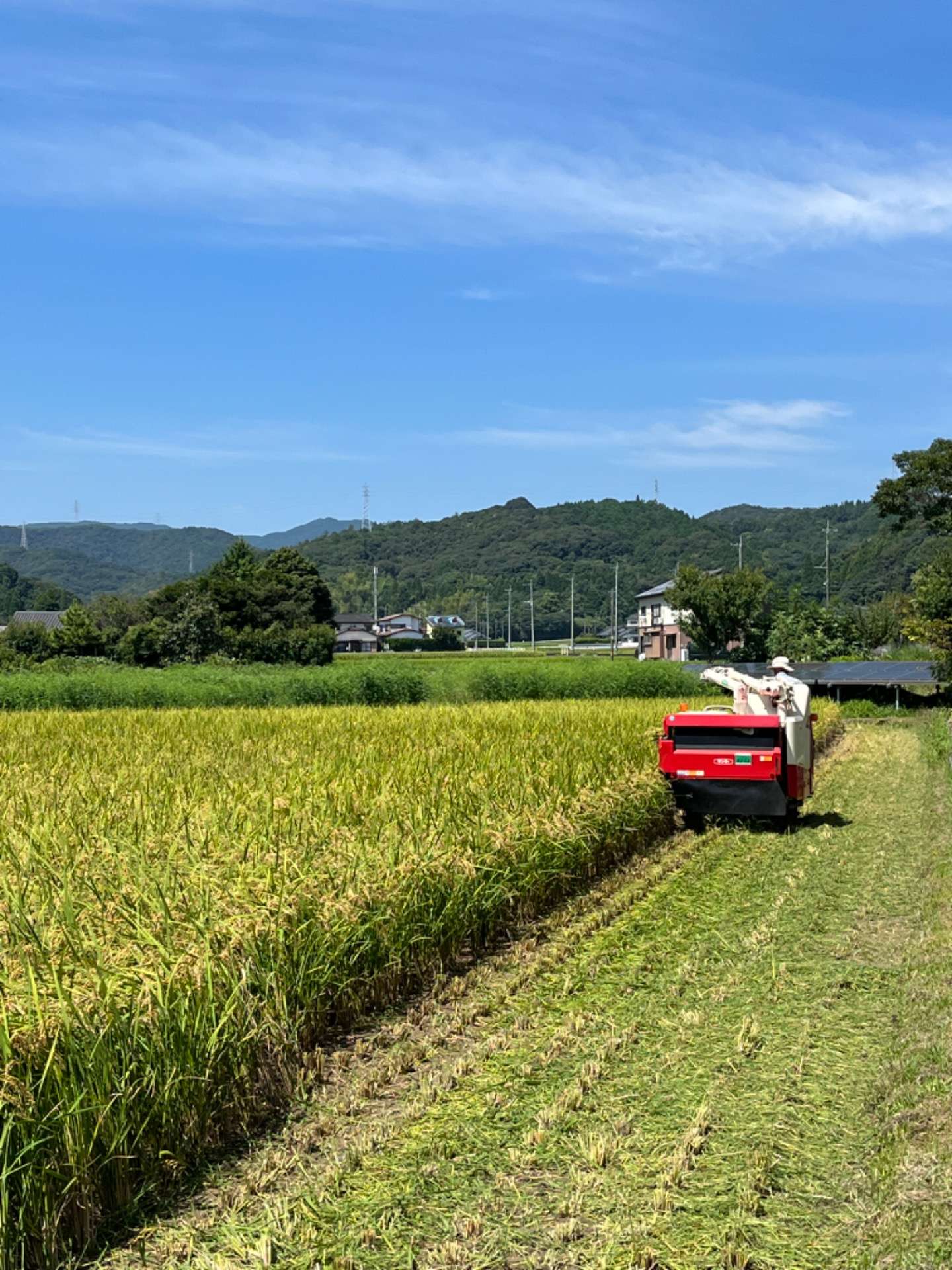 【令和4年稲刈り】お米の通販｜淀川農園