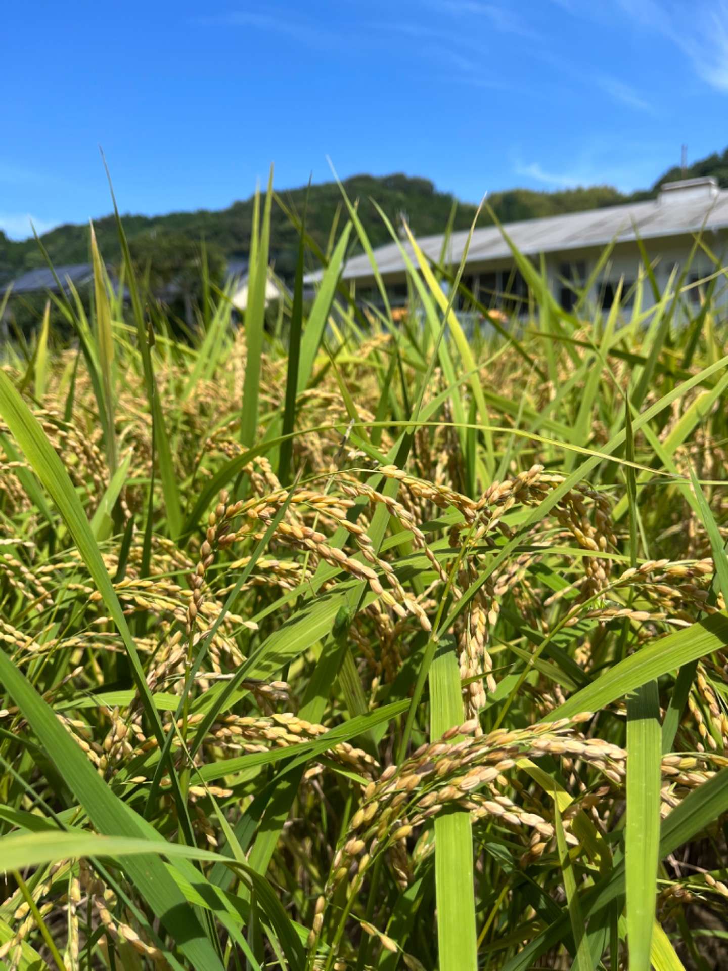 【令和4年稲刈り】お米の通販｜淀川農園