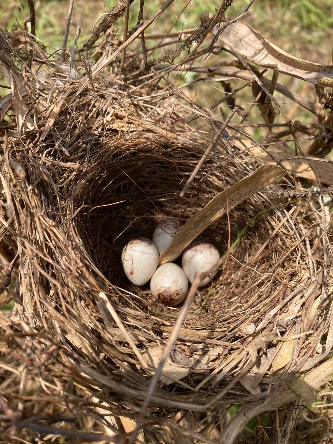 【鳥の卵】自然栽培米　通販｜淀川農園