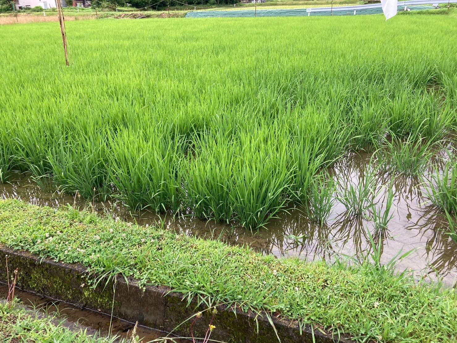 【梅雨の光景】自然栽培米　通販｜淀川農園