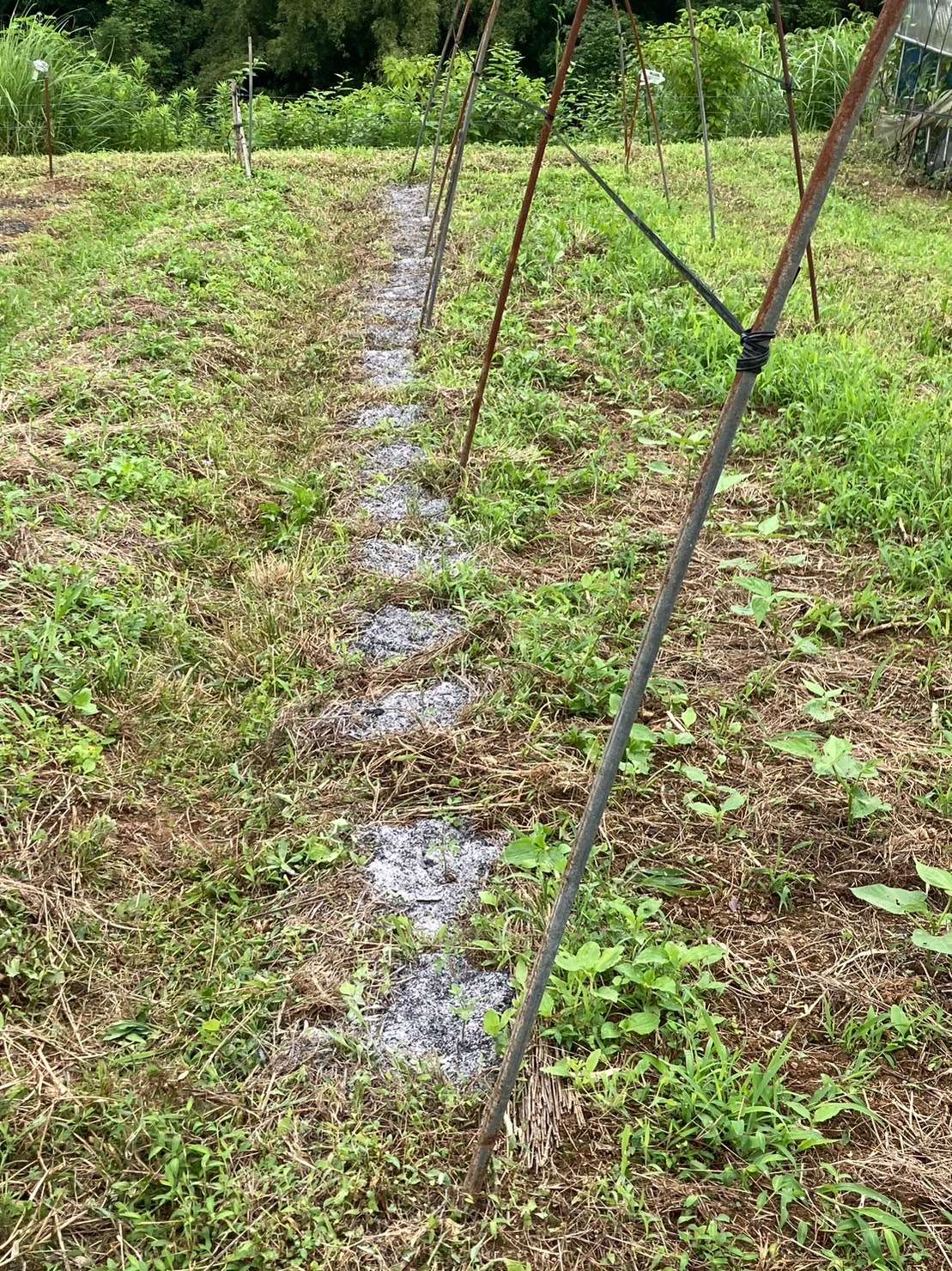 【梅雨の光景】自然栽培米　通販｜淀川農園