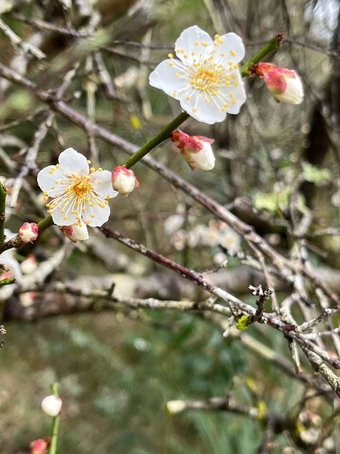 【梅の開花】自然栽培米　通販｜淀川農園