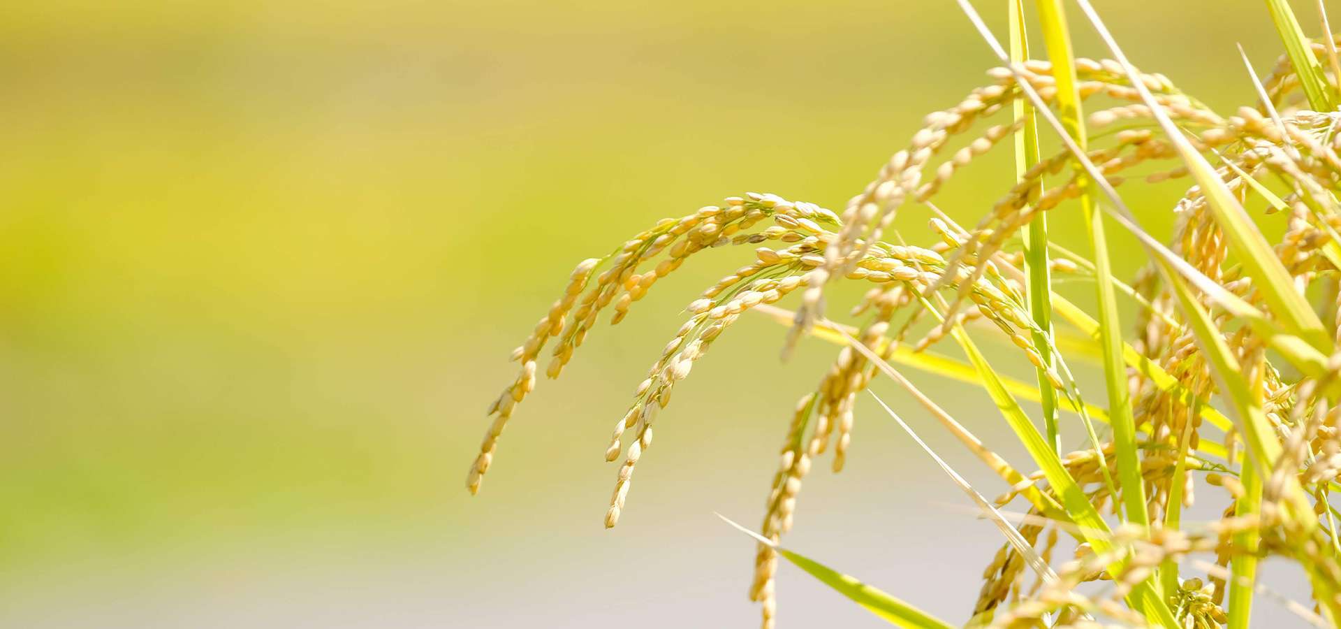 【玄米の魅力と食べ方】自然栽培米　通販｜淀川農園